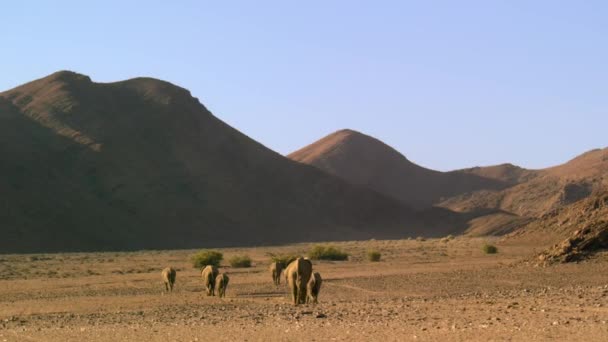 Ένα Κοπάδι Ελεφάντων Της Ερήμου Loxodonta Africana Ψάχνουν Για Τροφή — Αρχείο Βίντεο