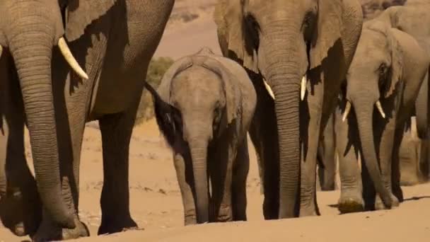 ナミビアの砂漠の象 ロコドンタ アフリカ の群れが食物を探す — ストック動画
