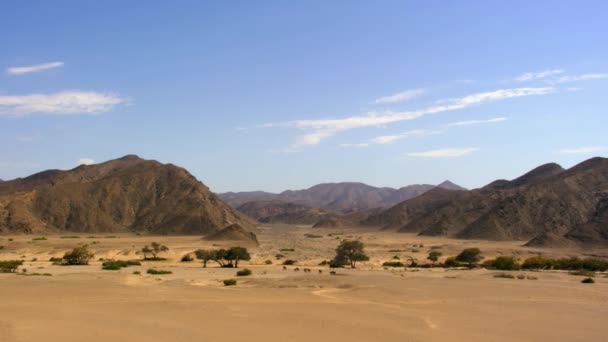 Een Kudde Woestijnolifanten Loxodonta Africana Zoek Naar Voedsel Namibië — Stockvideo