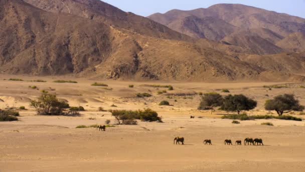 ナミビアの砂漠の象 ロコドンタ アフリカ の群れが食物を探す — ストック動画