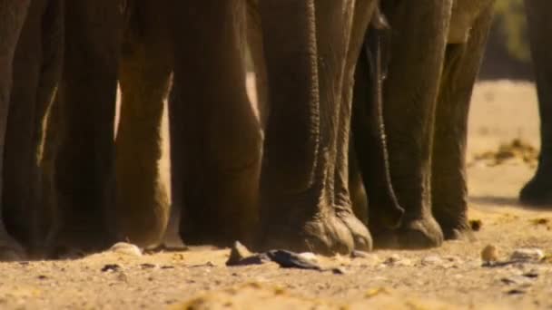 Κοντινό Πλάνο Των Ελεφάντων Της Ερήμου Loxodonta Africana Αναζήτηση Τροφίμων — Αρχείο Βίντεο