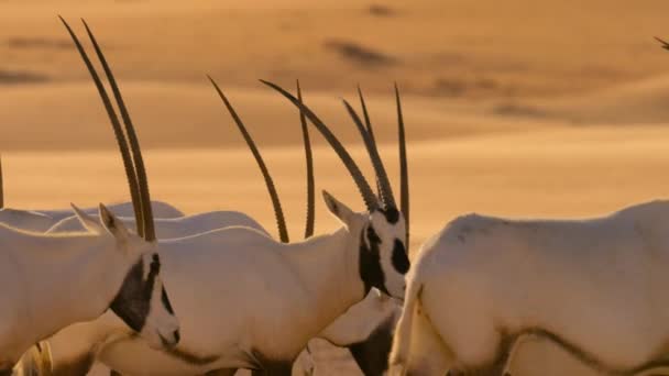 Troupeau Oryxs Arabes Oryx Leucoryx Recherche Nourriture Dans Désert Rub — Video