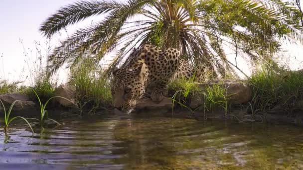 Primer Plano Del Leopardo Árabe Panthera Pardus Nimr Agua Potable — Vídeos de Stock