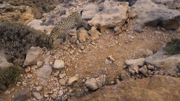 阿拉伯豹 Panthera Pardus Nimr 生活在阿拉伯半岛南部边缘的自然栖息地 — 图库视频影像