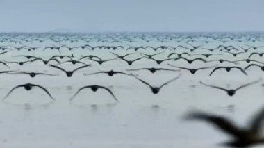 Bir Socotran karabatak sürüsü (Phalacrocorax nigrogularis) denizde yiyecek aramak için uçar, Atacama Çölü, Güney Amerika