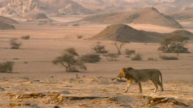 Namibya 'da yiyecek aramak için çöl aslanlarını (Panthera leo) kapatın.