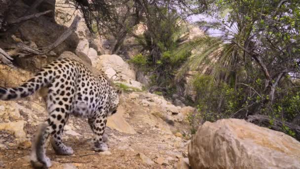 Primer Plano Del Leopardo Árabe Panthera Pardus Nimr Hábitat Natural — Vídeo de stock