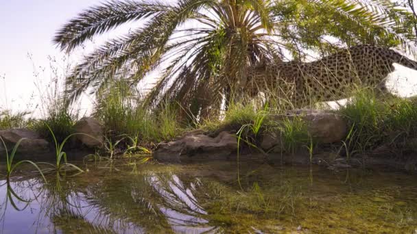 Κοντινό Πλάνο Της Αραβικής Λεοπάρδαλης Panthera Pardus Nimr Πόσιμο Νερό — Αρχείο Βίντεο