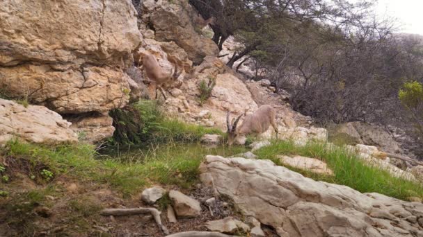 Close Ibexes Capra Nubiana Atravessar Falésias Quase Verticais Montanhas Dhofar — Vídeo de Stock