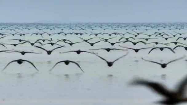 在南美洲的阿塔卡马沙漠 一群索科动物 Phalacrocorax Nigrogularis 飞到海里觅食 — 图库视频影像