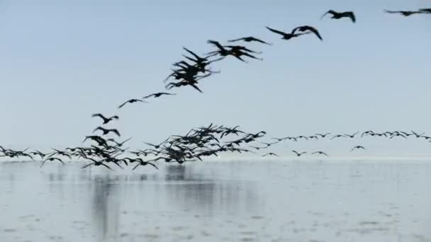 在南美洲的阿塔卡马沙漠 一群索科动物 Phalacrocorax Nigrogularis 飞到海里觅食 — 图库视频影像