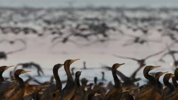 Swarm Socotran Cormorants Phalacrocorax Nigrogularis Come Breed Nesting Desert Atacama — Stock Video