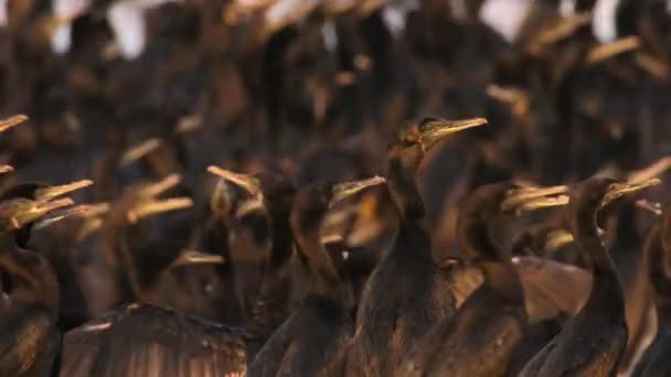 Roj Socotranských Kormoránů Phalacrocorax Nigrogularis Přichází Rozmnožování Hnízdění Poušti Poušti — Stock video