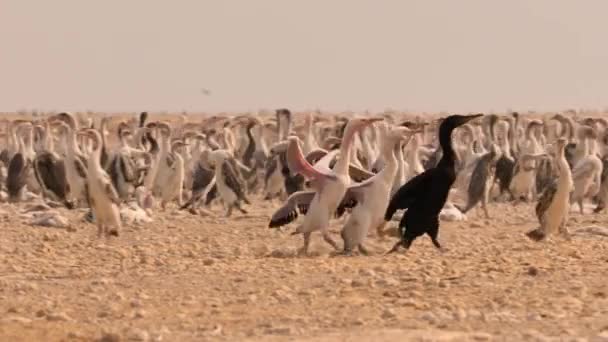 Socotran Karabatak Ebeveynleri Phalacrocorax Nigrogularis Yavrularını Besler Atacama Çölü Güney — Stok video