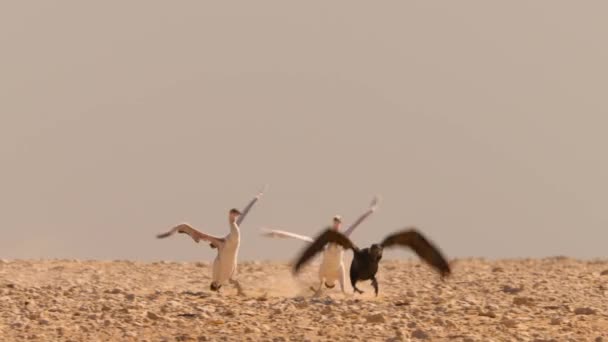 在南美洲阿塔卡马沙漠 索科特拉人的幼小父母 Phalacrocorax Nigrogularis 正在喂小鸡 — 图库视频影像