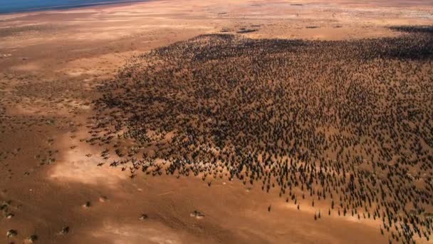 Rój Kormoranów Sokotrańskich Phalacrocorax Nigrogularis Przybywa Hodowli Gniazdowania Pustyni Pustyni — Wideo stockowe