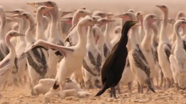 Sokotran Skarv Föräldrar Phalacrocorax Nigrogularis Mata Sina Kycklingar Atacama Öknen — Stockvideo