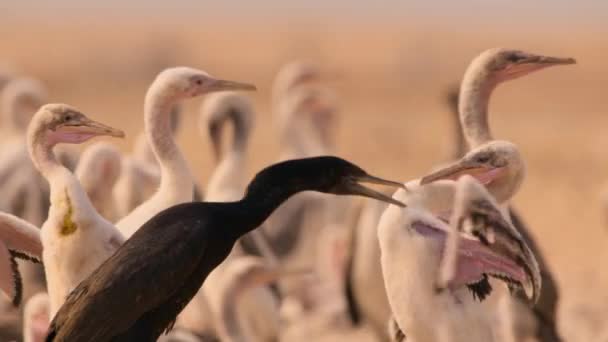 Kormoraneltern Phalacrocorax Nigrogularis Füttern Ihre Küken Der Atacama Wüste Südamerika — Stockvideo