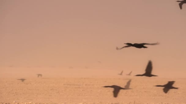 Cormoranes Socotran Phalacrocorax Nigrogularis Volando Entre Tormenta Polvo Desierto Atacama — Vídeos de Stock