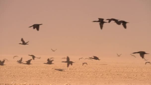 Cormoranes Socotran Phalacrocorax Nigrogularis Volando Entre Tormenta Polvo Desierto Atacama — Vídeos de Stock