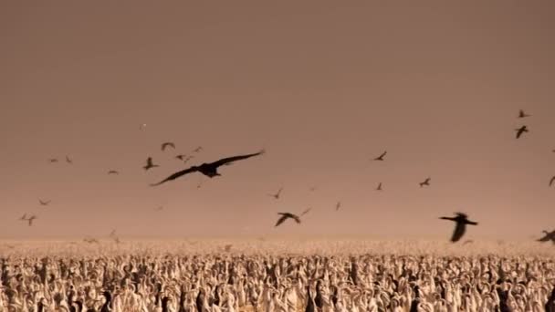 Rój Kormoranów Sokotrańskich Phalacrocorax Nigrogularis Przybywa Hodowli Gniazdowania Pustyni Pustyni — Wideo stockowe
