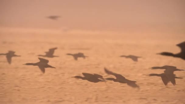 在南美洲阿塔卡马沙漠的沙尘暴中飞行的索科特拉角羚 Phalacrocorax Nigrogularis — 图库视频影像