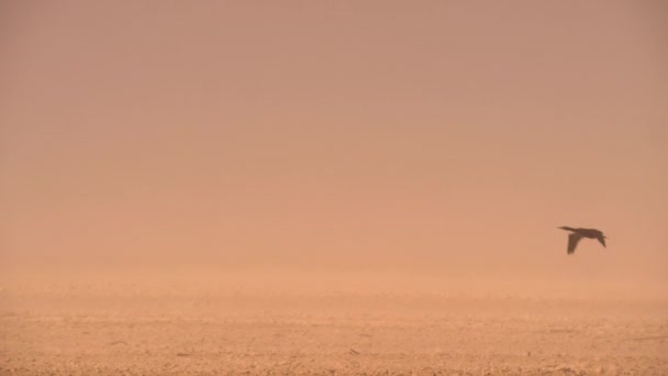 Sokotranskarvar Phalacrocorax Nigrogularis Som Flyger Bland Sandstormar Atacamaöknen Sydamerika — Stockvideo