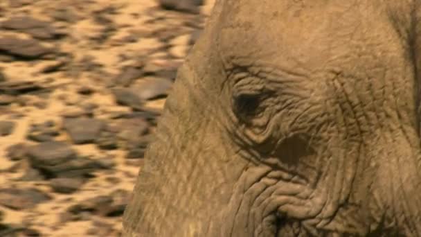Namibya Yiyecek Aramak Için Çöl Fillerini Loxodonta Africana Kapatın — Stok video