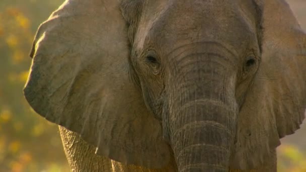 Una Mandria Elefanti Del Deserto Loxodonta Africana Alla Ricerca Cibo — Video Stock