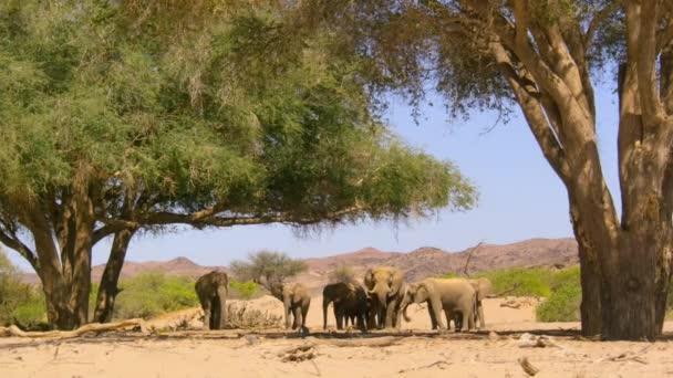 Sluiten Van Woestijnolifanten Loxodonta Africana Gebruiken Hun Stam Zaaddozen Bladeren — Stockvideo