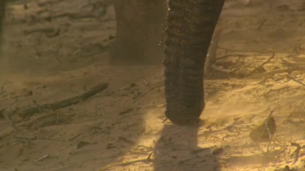 Close Elefantes Deserto Loxodonta Africana Usar Seu Tronco Para Comer — Vídeo de Stock