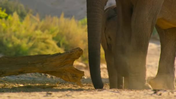 ナミビアで食料を探す砂漠の象 ロコドンタ アフリカ のクローズアップ — ストック動画