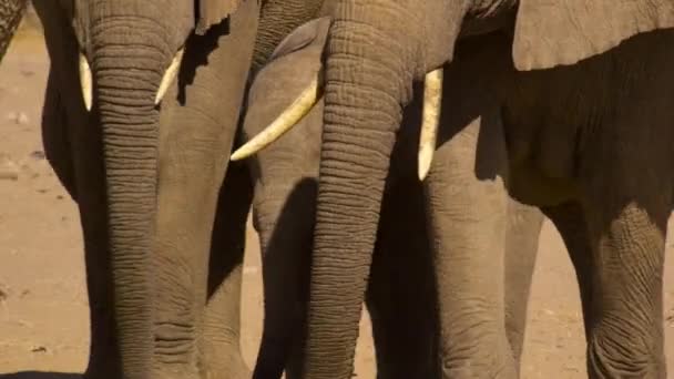 Κοντινό Πλάνο Των Ελεφάντων Της Ερήμου Loxodonta Africana Αναζήτηση Τροφίμων — Αρχείο Βίντεο