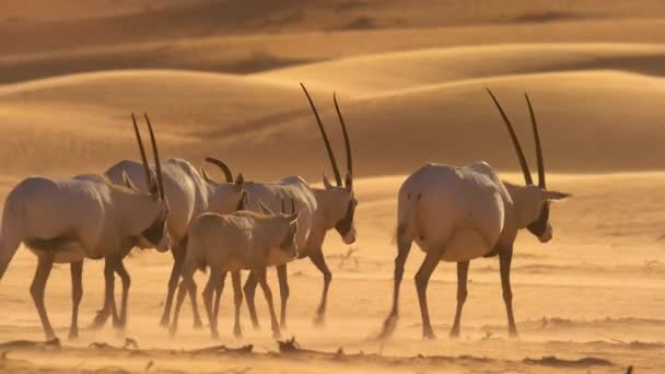 Troupeau Oryxs Arabes Oryx Leucoryx Recherche Nourriture Dans Désert Rub — Video