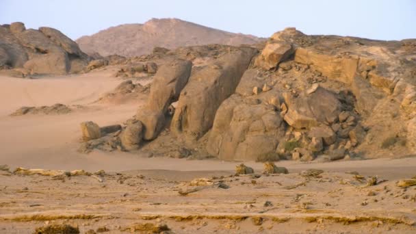 Sluiten Van Woestijnleeuwen Panthera Leo Zoek Naar Voedsel Namibië — Stockvideo