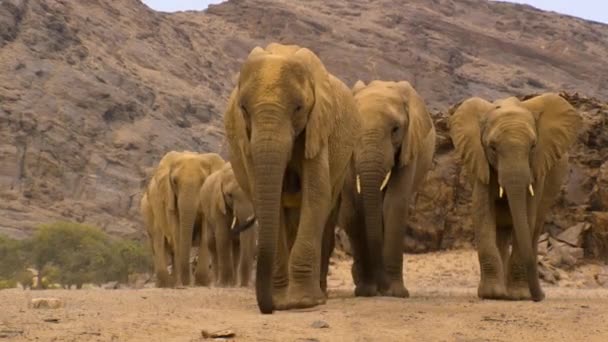 Ένα Κοπάδι Ελεφάντων Της Ερήμου Loxodonta Africana Ψάχνουν Για Τροφή — Αρχείο Βίντεο