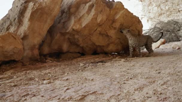 Primo Piano Del Leopardo Arabo Panthera Pardus Nimr Habitat Naturale — Video Stock
