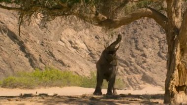 Çöl fillerini kapatın (Loxodonta africana) Namibya 'daki ağaç tepelerinin yapraklarını ve tohumlarını yemek için gövdelerini kullanın.
