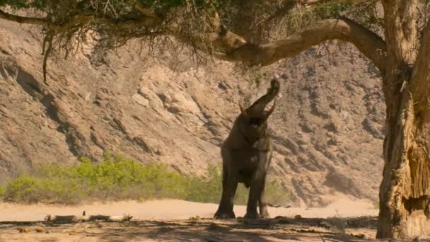 Sluiten Van Woestijnolifanten Loxodonta Africana Gebruiken Hun Stam Zaaddozen Bladeren — Stockvideo