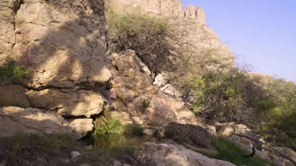 아라비아 Panthera Pardus Nimr 아라비아 가장자리에 서식지에서 식수를 마시는 — 비디오