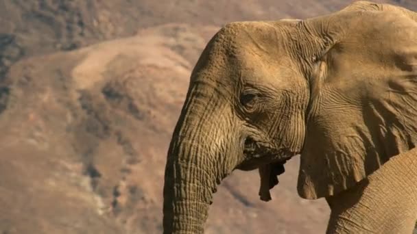 Närbild Desert Elefanter Loxodonta Africana Söka Efter Mat Namibia — Stockvideo