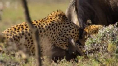 Çitalar (Acinonyx jubatus) Tanzanya 'daki Serengeti Milli Parkı' nda bir hedefi kovalayıp avlıyorlar.