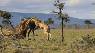 Çitalar (Acinonyx jubatus) Tanzanya 'daki Serengeti Milli Parkı' nda bir hedefi kovalayıp avlıyorlar.