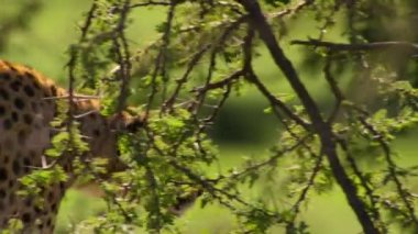 Çitalar (Acinonyx jubatus) doğrudan Serengeti Ulusal Parkı 'ndaki ava doğru yürüyorlar.