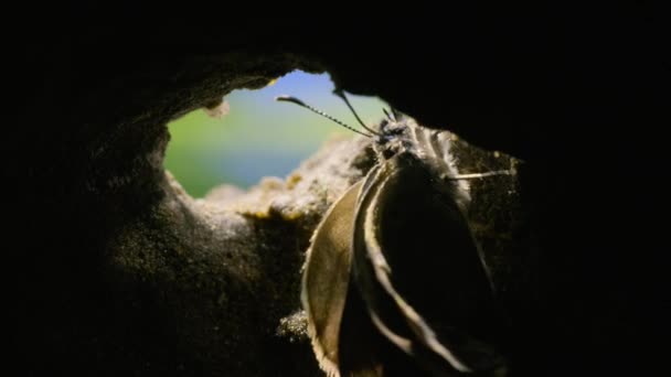 Μπλε Μαριονέτα Alcon Σέρνεται Έξω Από Φωλιά Μυρμηγκιών Γίνει Μια — Αρχείο Βίντεο