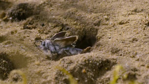 Alcon Azul Pupate Rasteja Para Fora Ninho Formigas Tornar Uma — Vídeo de Stock