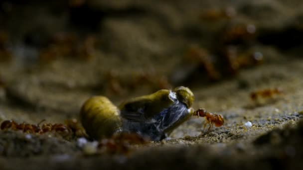 개미의 둥지에서 기어나오는 꼭두각시 — 비디오