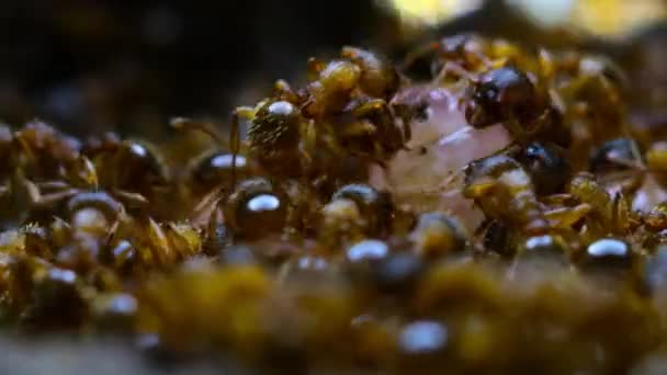Die Marodierenden Ameisen Bringen Die Alcon Blaue Raupe Ihrem Nest — Stockvideo