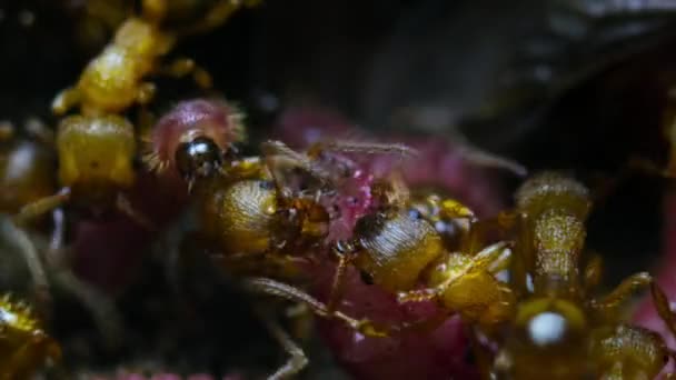 개미들 콘푸른 애벌레를 데리고 자기들의 보금자리로 돌아가 이유는 애벌레가 애벌레가 — 비디오