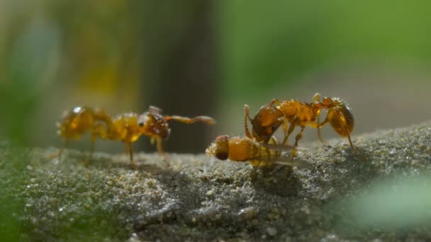 Formigas Marauding Levando Inseto Morto Volta Seu Ninho — Vídeo de Stock